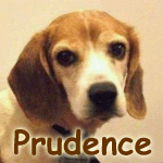 Purdence