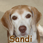 Sandi