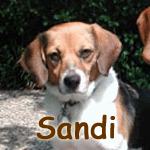 Sandi