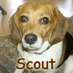 Scout