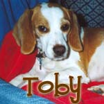 Toby