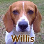Willis