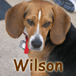 Wilson