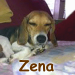 Zena
