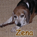 Zena