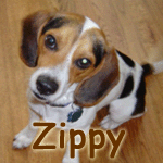 Zippy