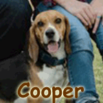 Cooper