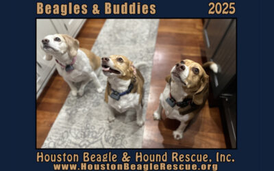 The Calendars are Here!