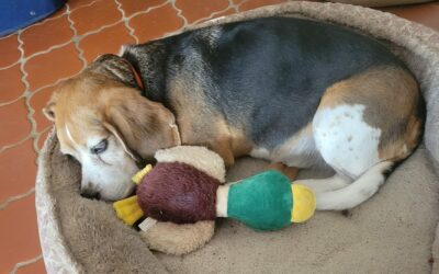 Spotlight on Our Beagle Angels!